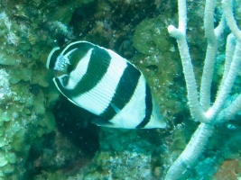 21 Banded Butterflyfish IMG 3136